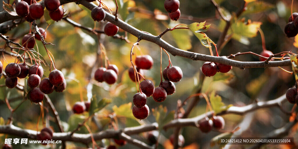 枝头红果