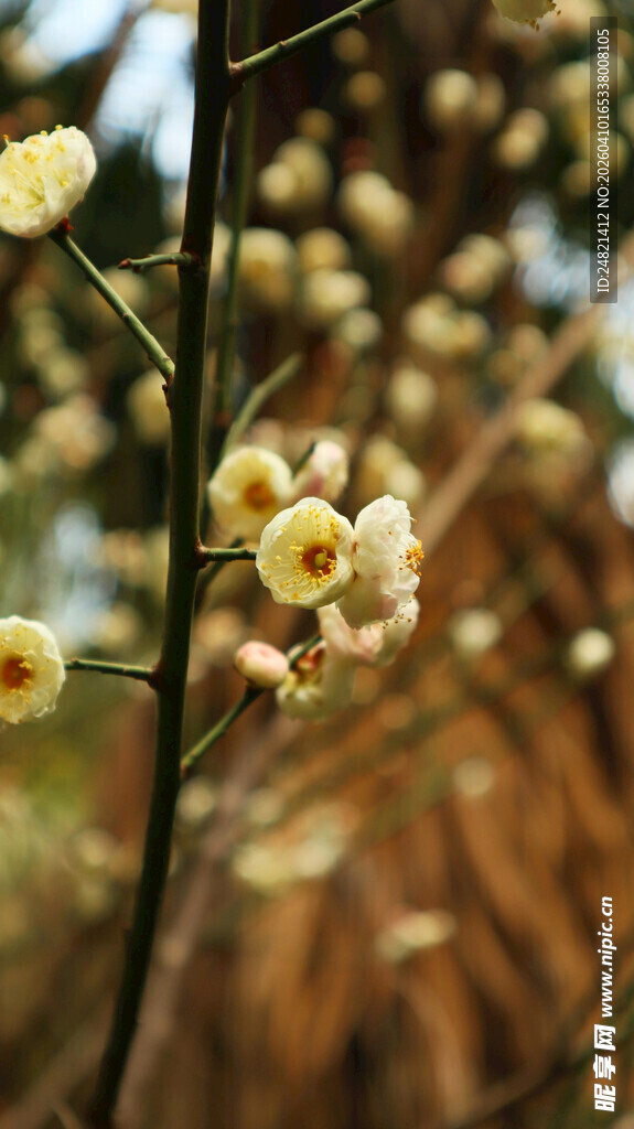 枝头绽放的淡黄小花