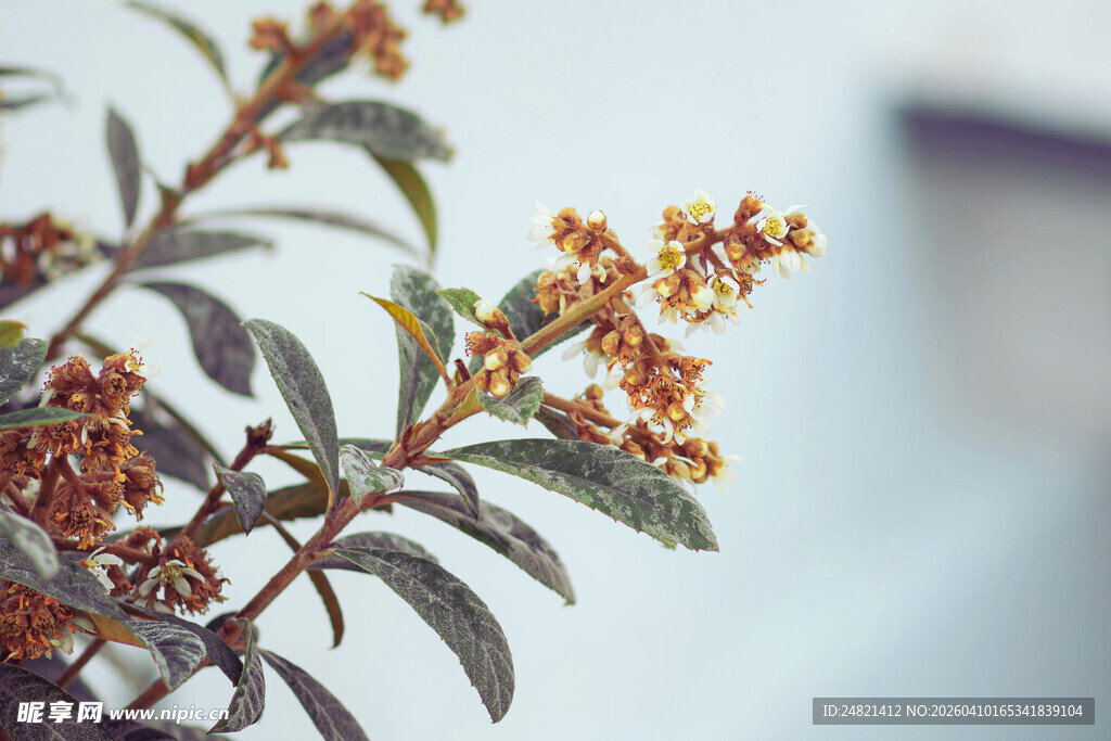 枝头绽放的橙色小花