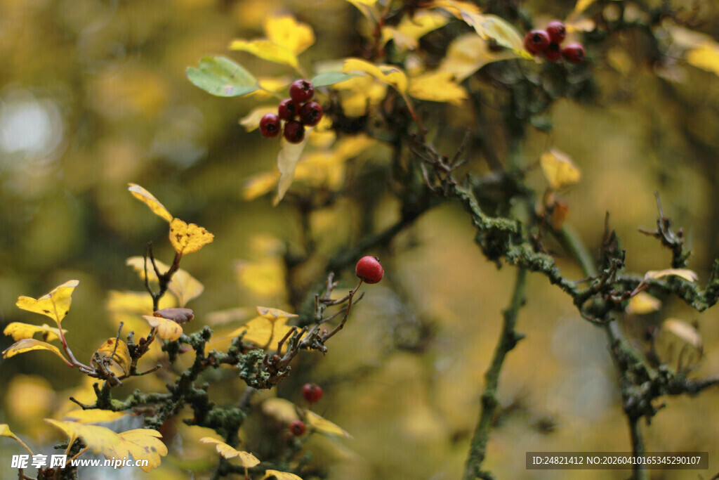 枝头黄花与红果的景致