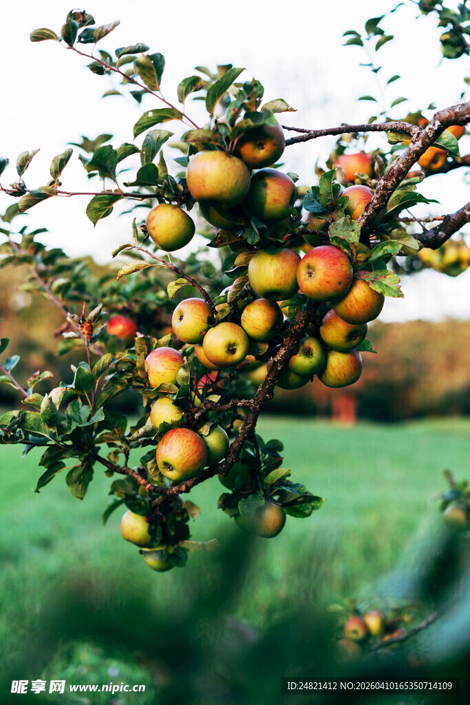 枝头硕果累累的苹果树