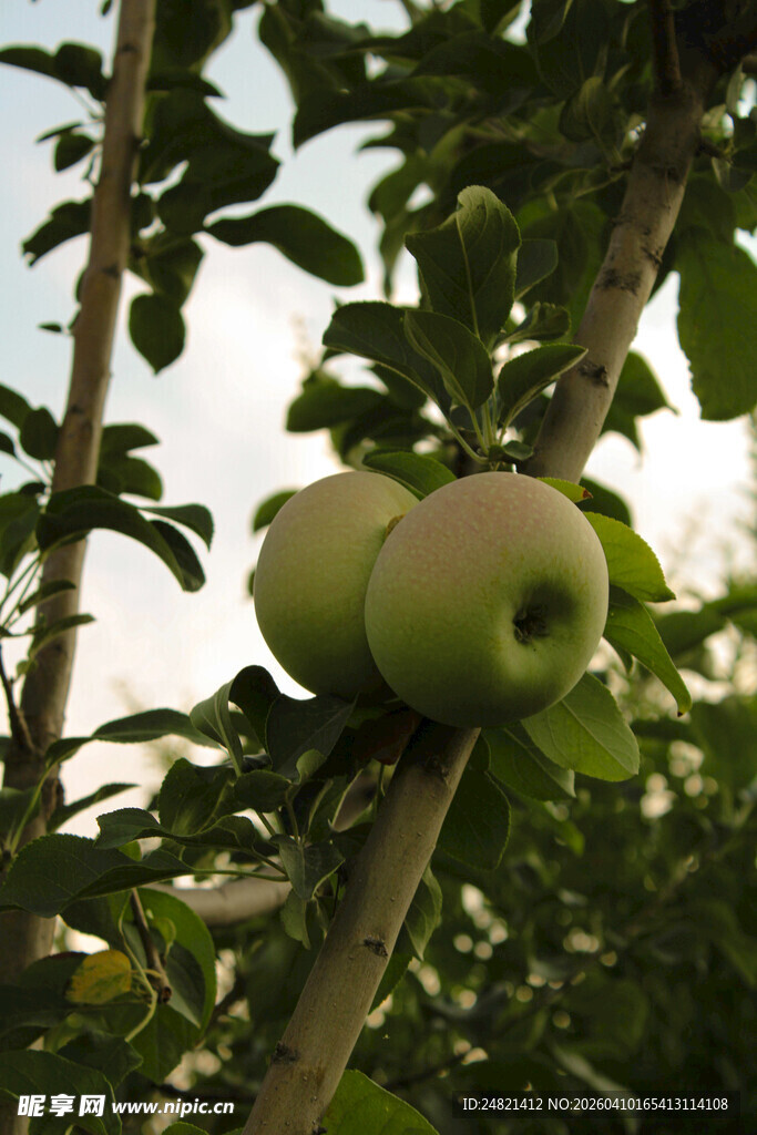 枝头青苹果