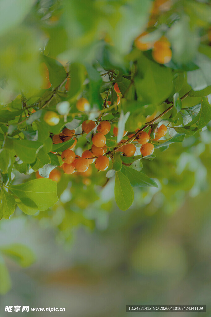 绿叶上的橙色小昆虫
