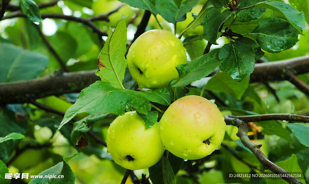 枝头青苹果
