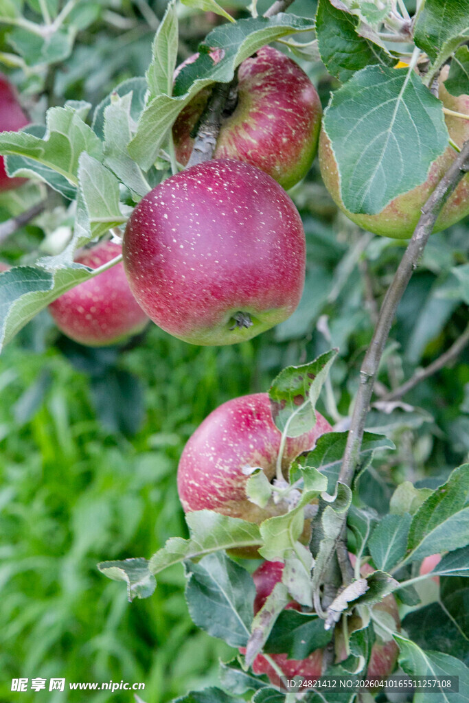 枝头红苹果