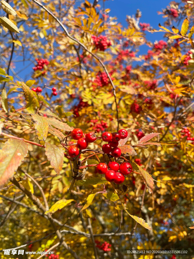 秋日枝头红果与黄叶