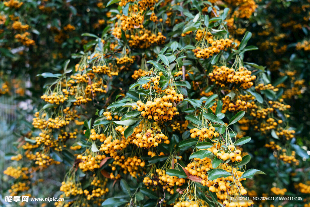 金黄沙棘果挂满枝头