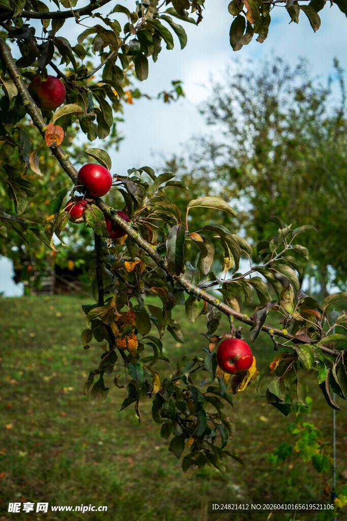 枝头红苹果