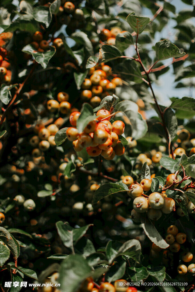 枝头橙黄果实挂满绿叶