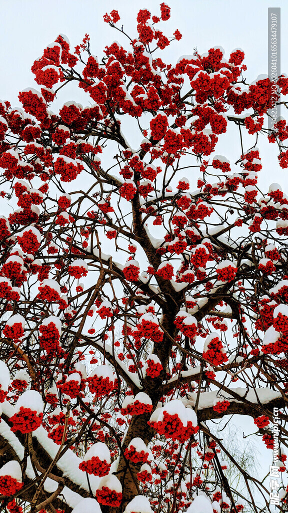 枝头红果映蓝天