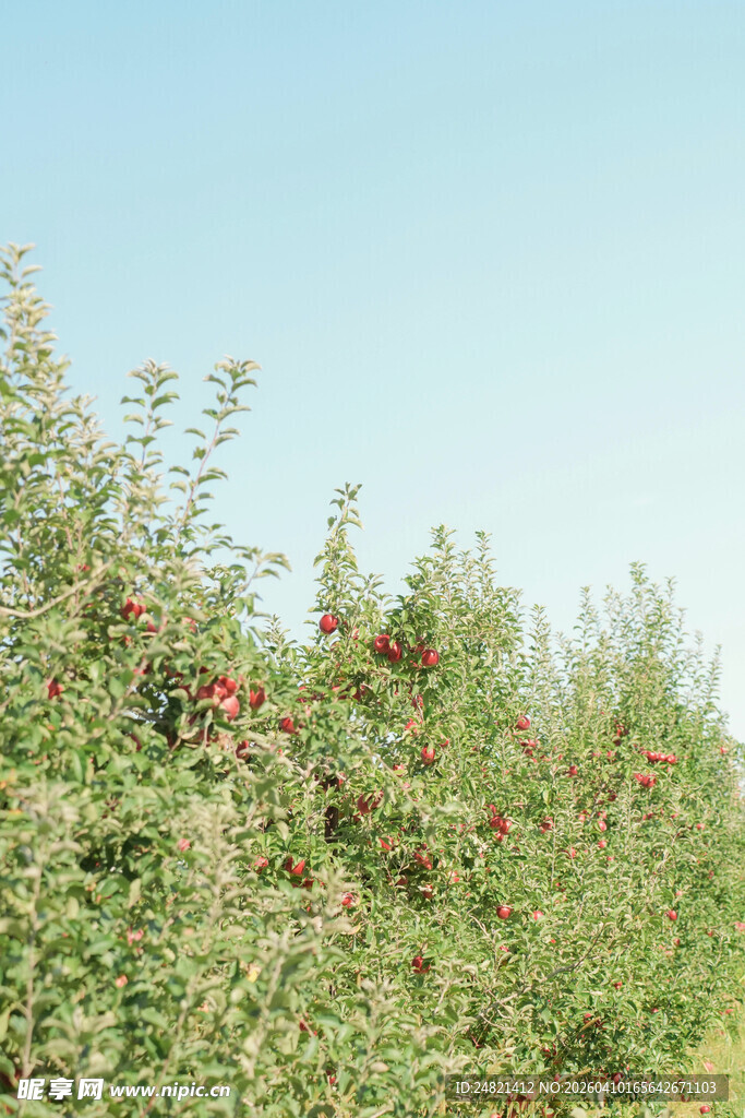 硕果累累的苹果园