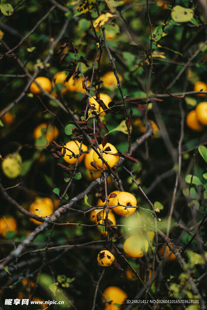 枝头挂满金黄诱人小果实