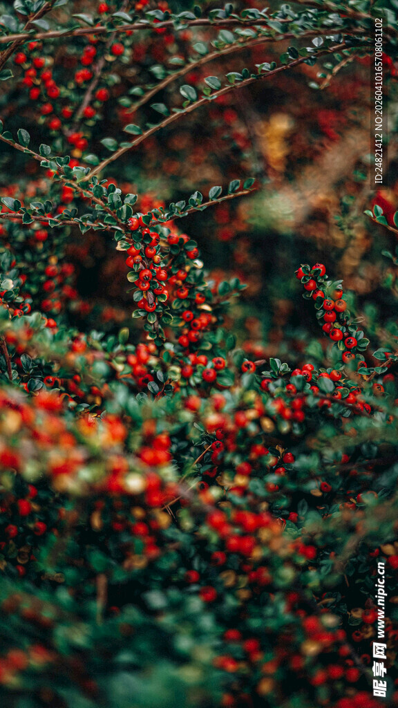 红果绿叶交织的自然美景