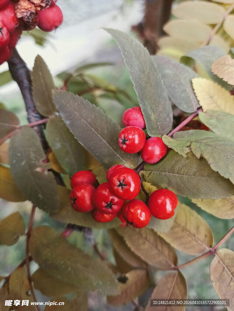 红果绿叶枝头俏