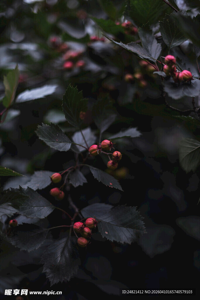 红果绿叶的植物特写
