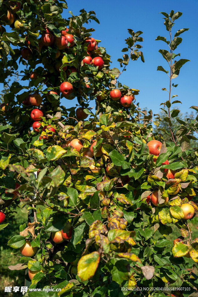 硕果累累的苹果树