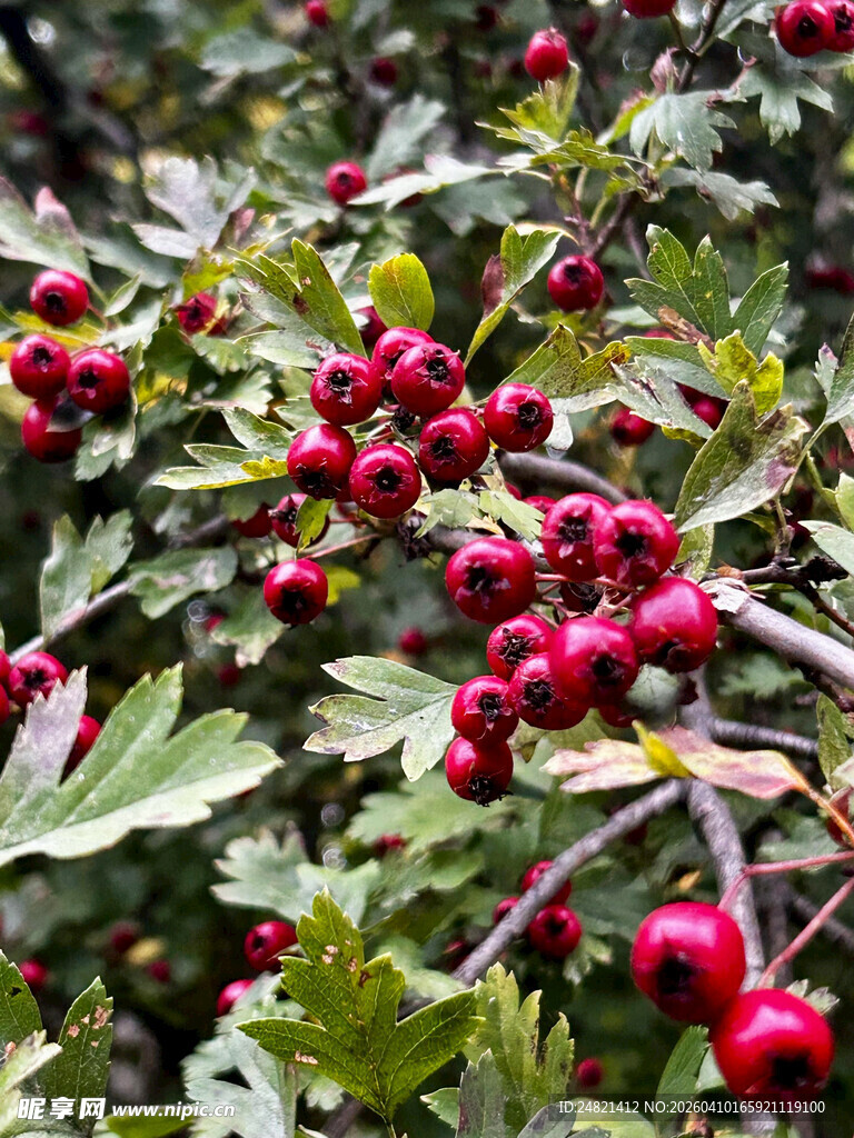 红果绿叶的诱人植物
