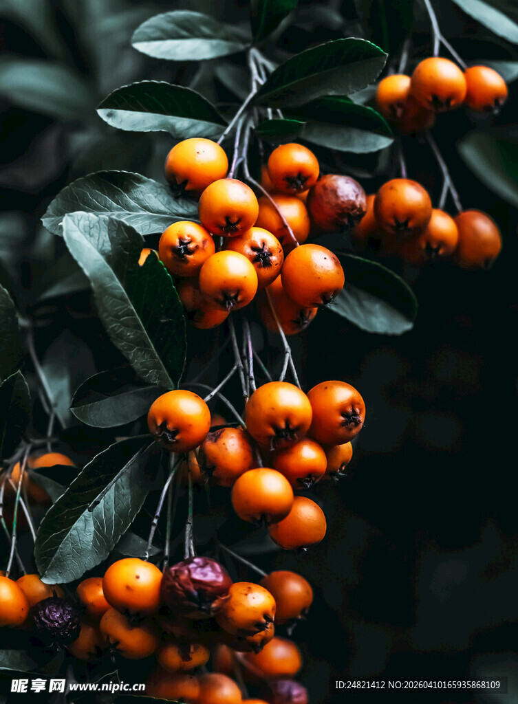 橙红沙棘果挂于绿叶间