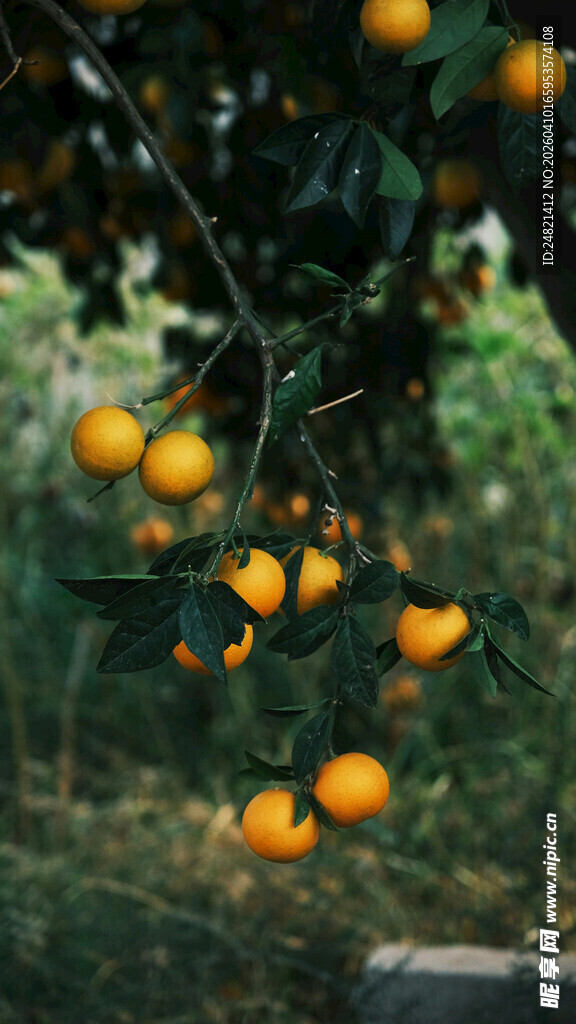 枝头挂满金黄的成熟橘子
