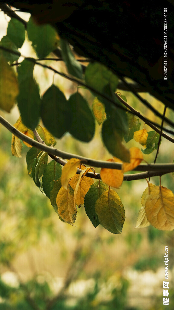枝头黄绿交织的秋日树叶