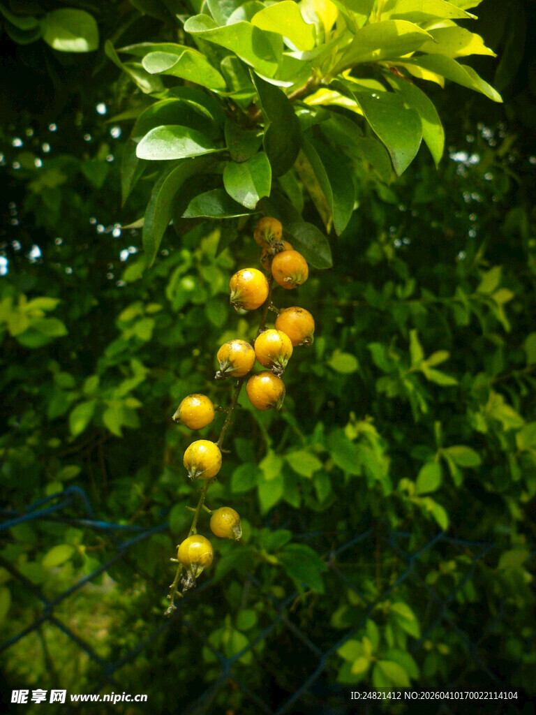枝头黄果挂于绿叶间