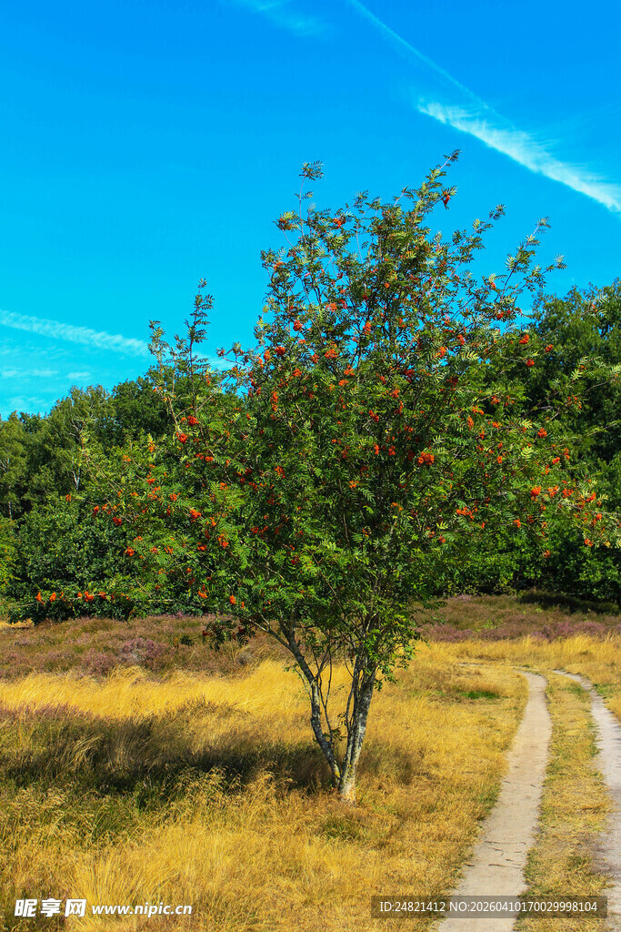 田野小径旁的孤树