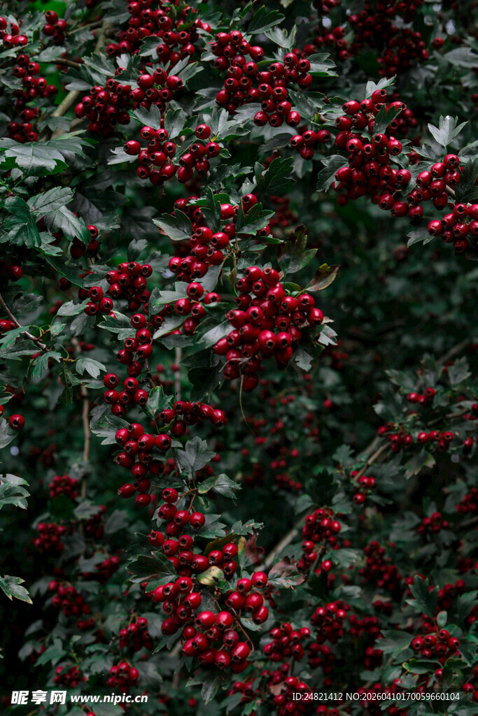 红果满枝的翠绿植物