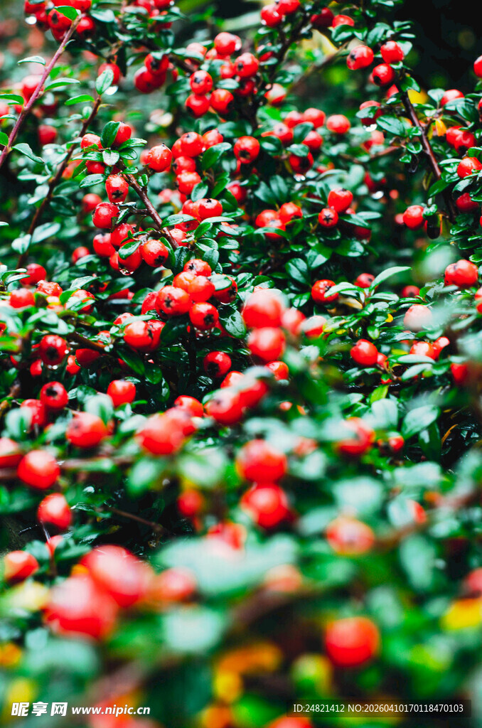 红果绿叶植物特写