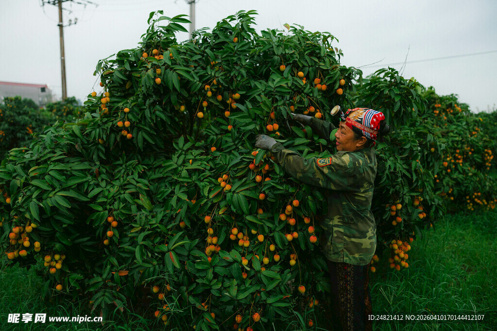 果农采摘树上饱满的果实