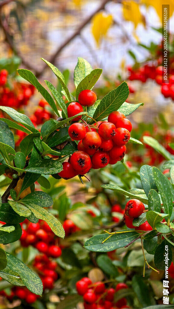 红果绿叶的美丽植物景观