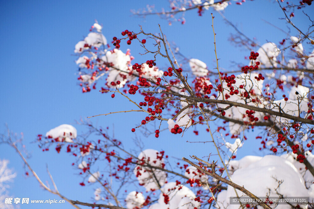 雪覆红果映蓝天