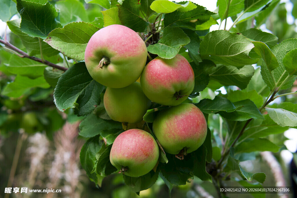 枝头鲜嫩苹果待采摘