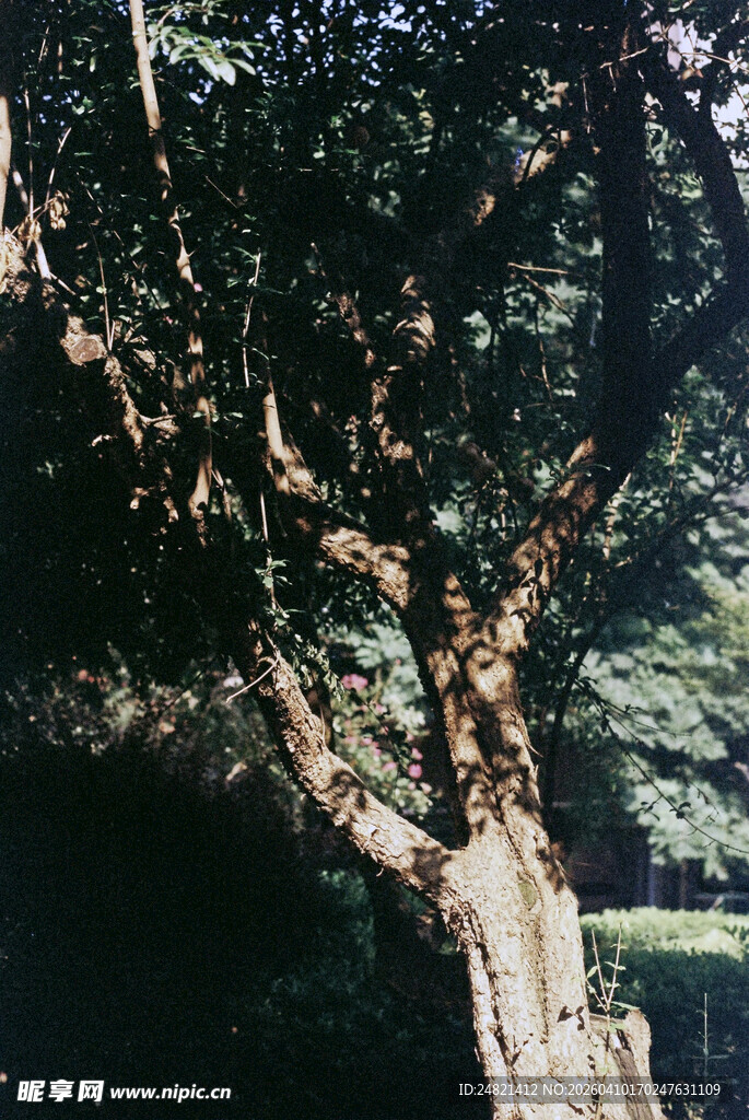 古老斑驳树干与繁茂枝叶