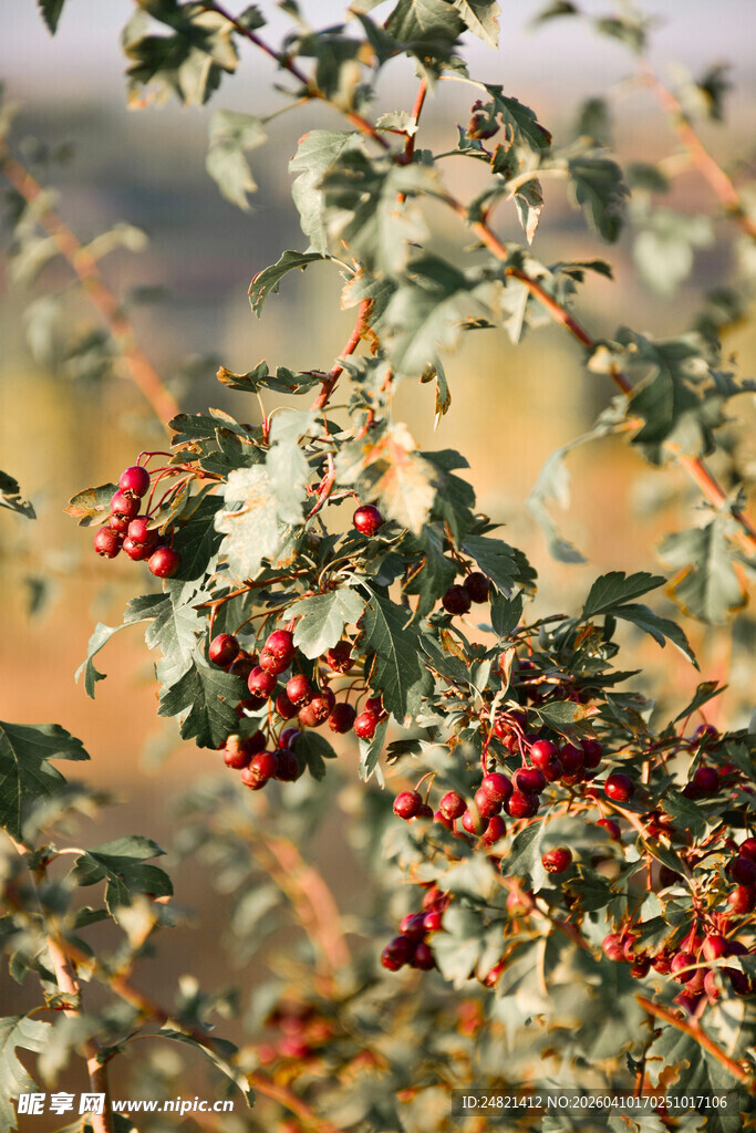 枝头红果绿叶相映成趣