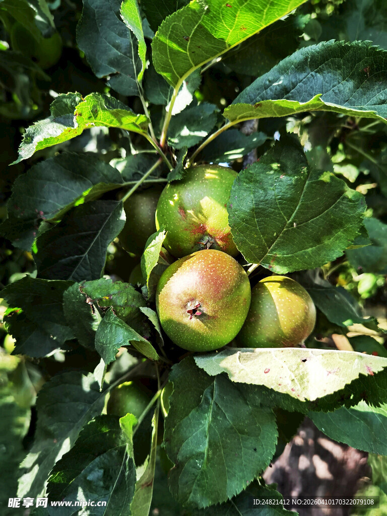 绿叶间的青红苹果