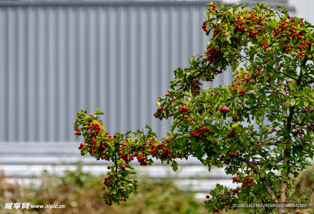 枝头红果点缀绿意世界
