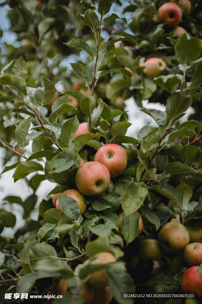枝头硕果累累的红苹果