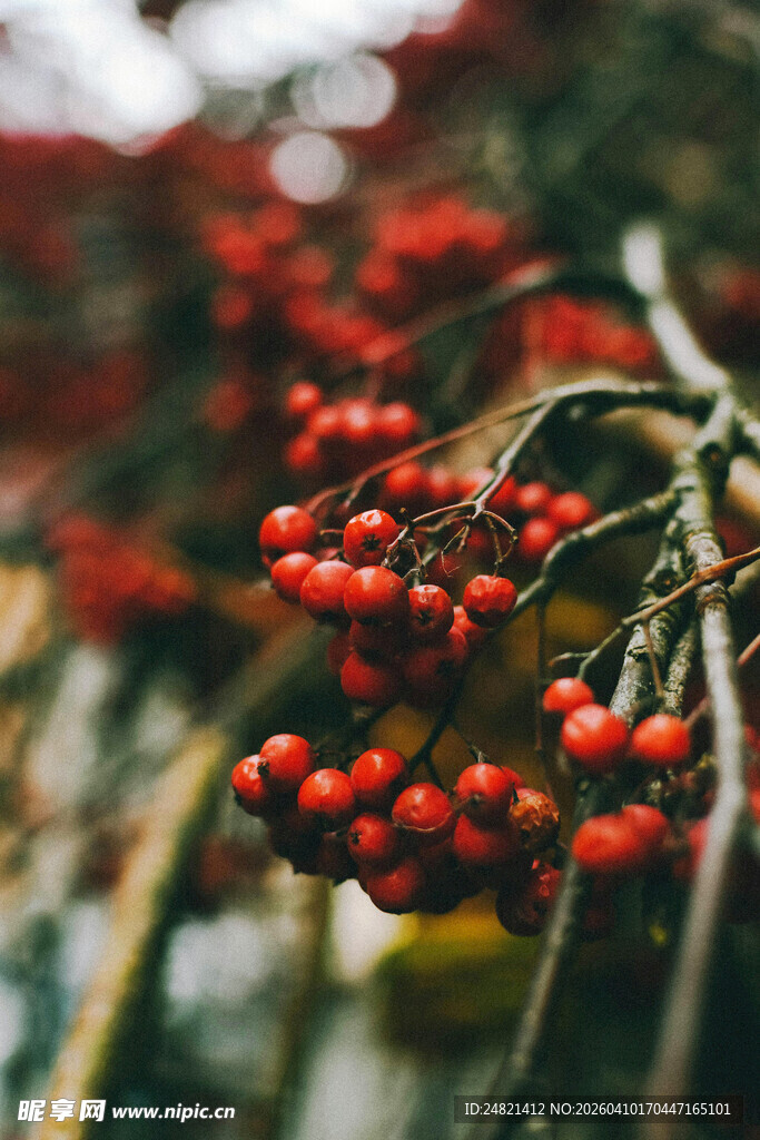红果满枝的植物特写