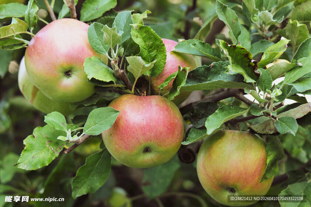 枝头鲜嫩苹果挂满绿叶
