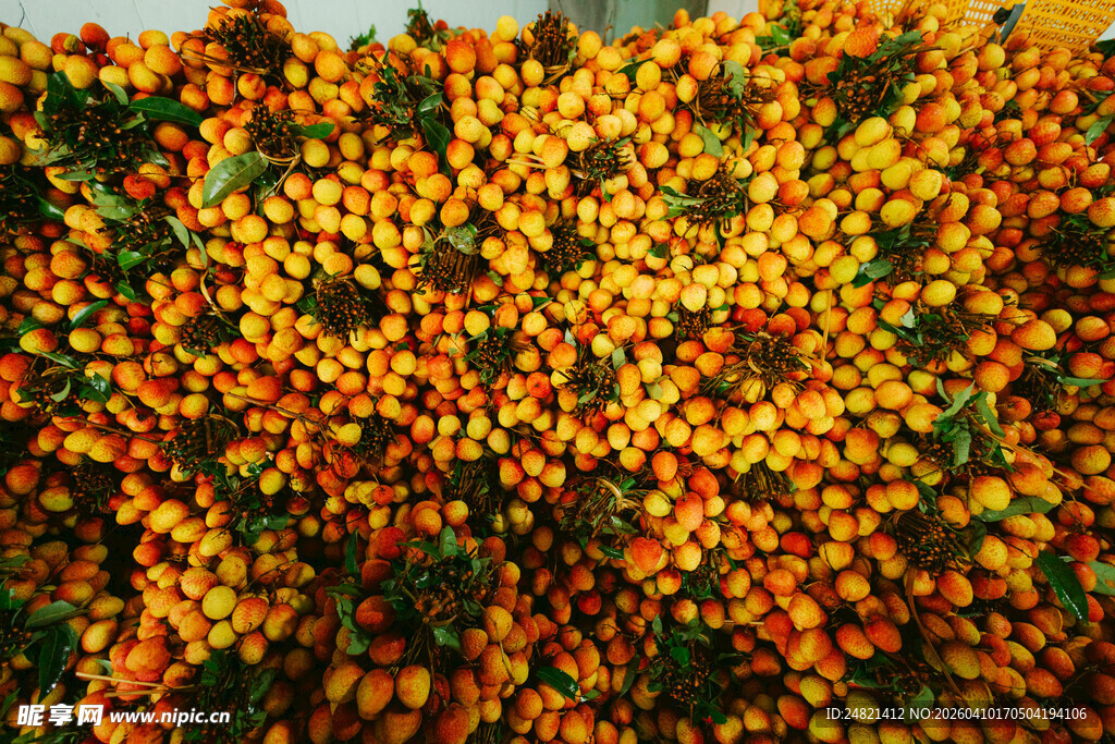 金黄灿烂的繁花景观