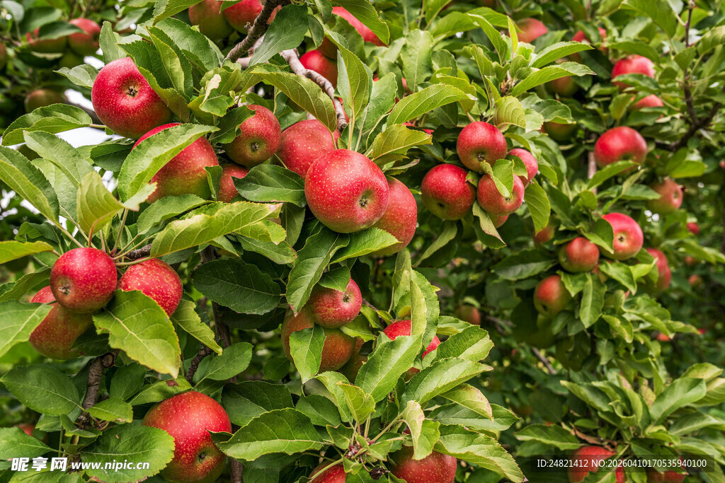 枝头红苹果