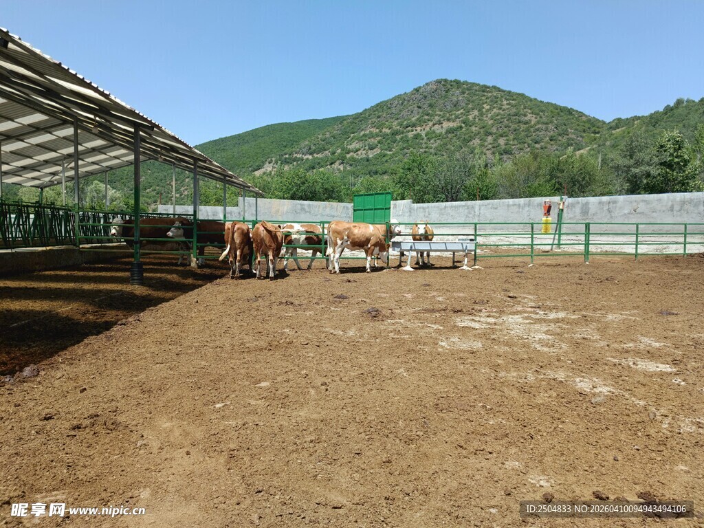 户外马术训练场场景