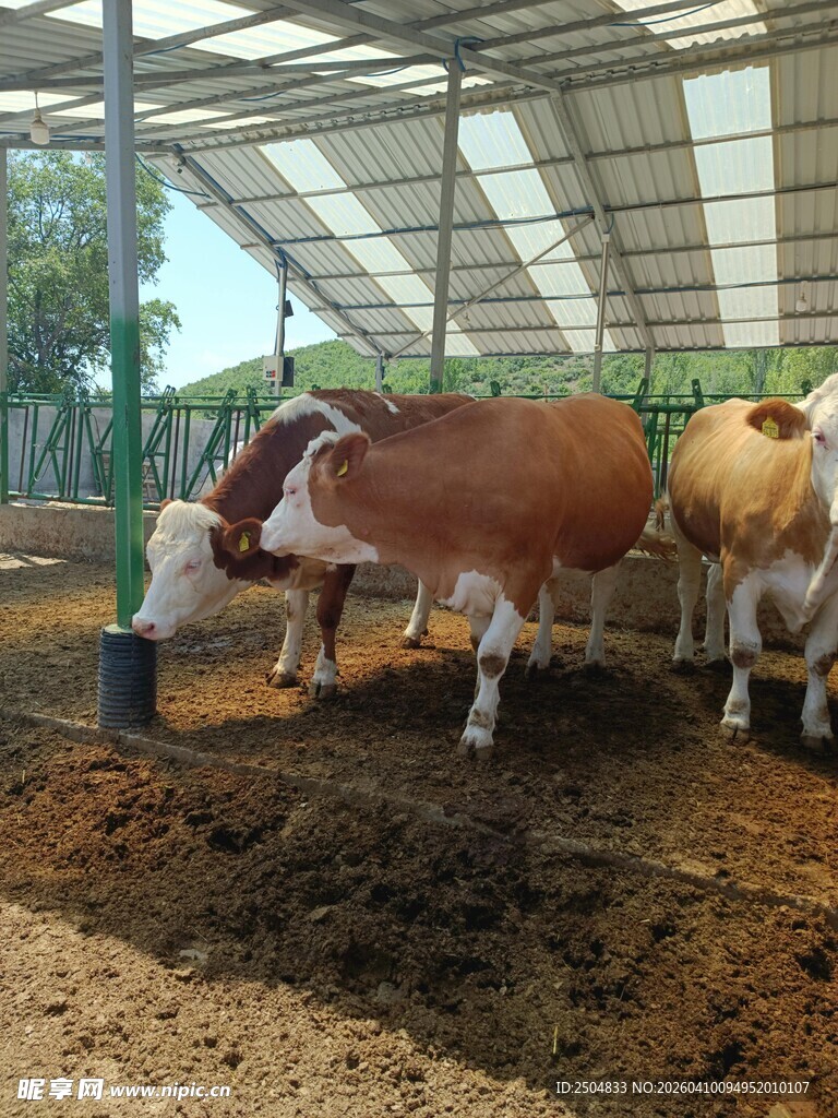 棚内牛群进食场景