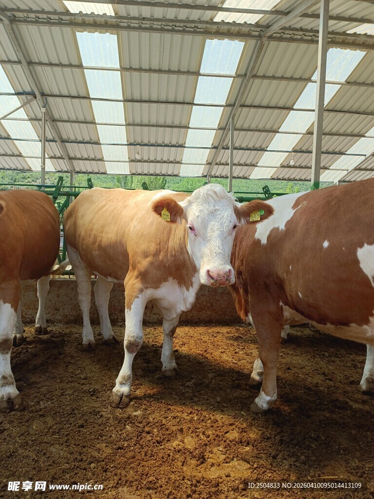 牛舍里的多头奶牛