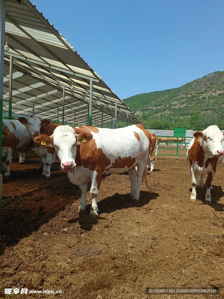 牛群在棚舍旁的开阔场地