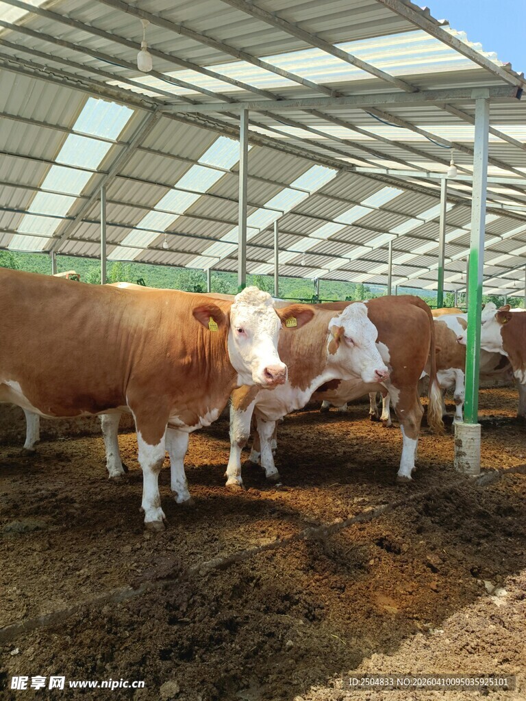 牛舍内的牛群
