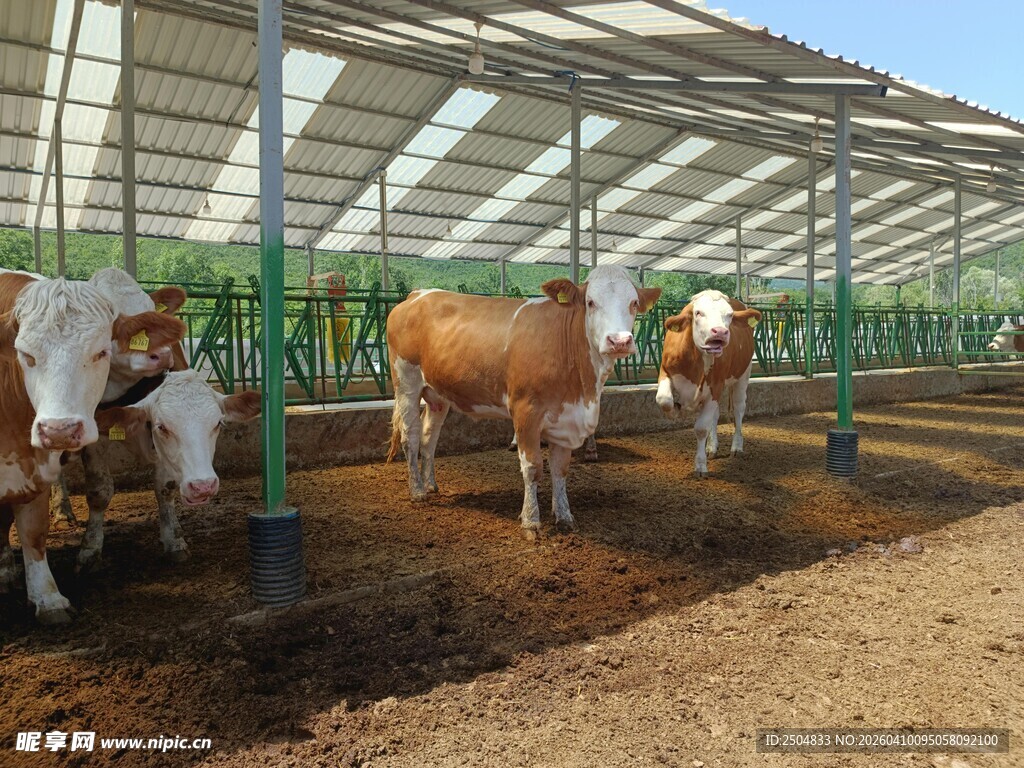 牛舍内的几头健壮黄牛