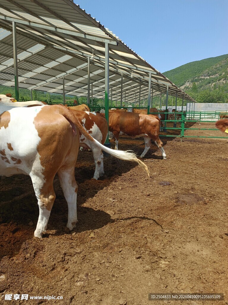 棚内牛群 展现养殖场景