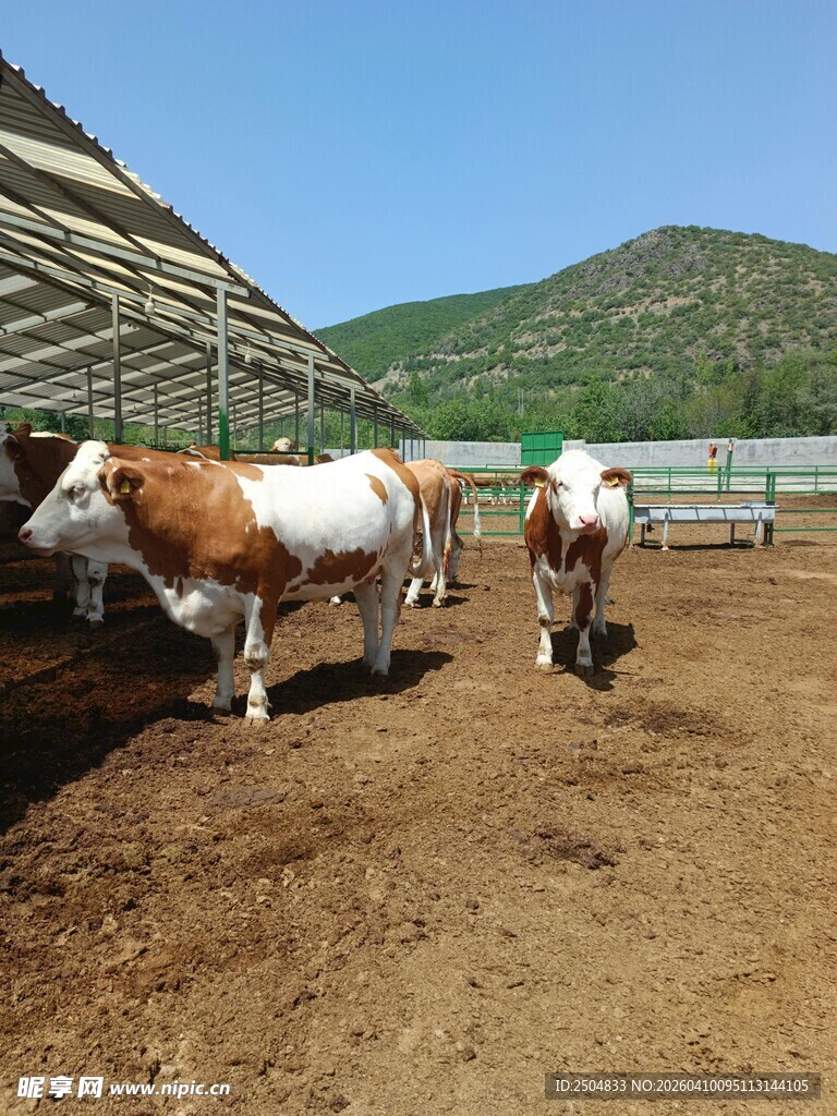 牛在养殖场内悠闲踱步