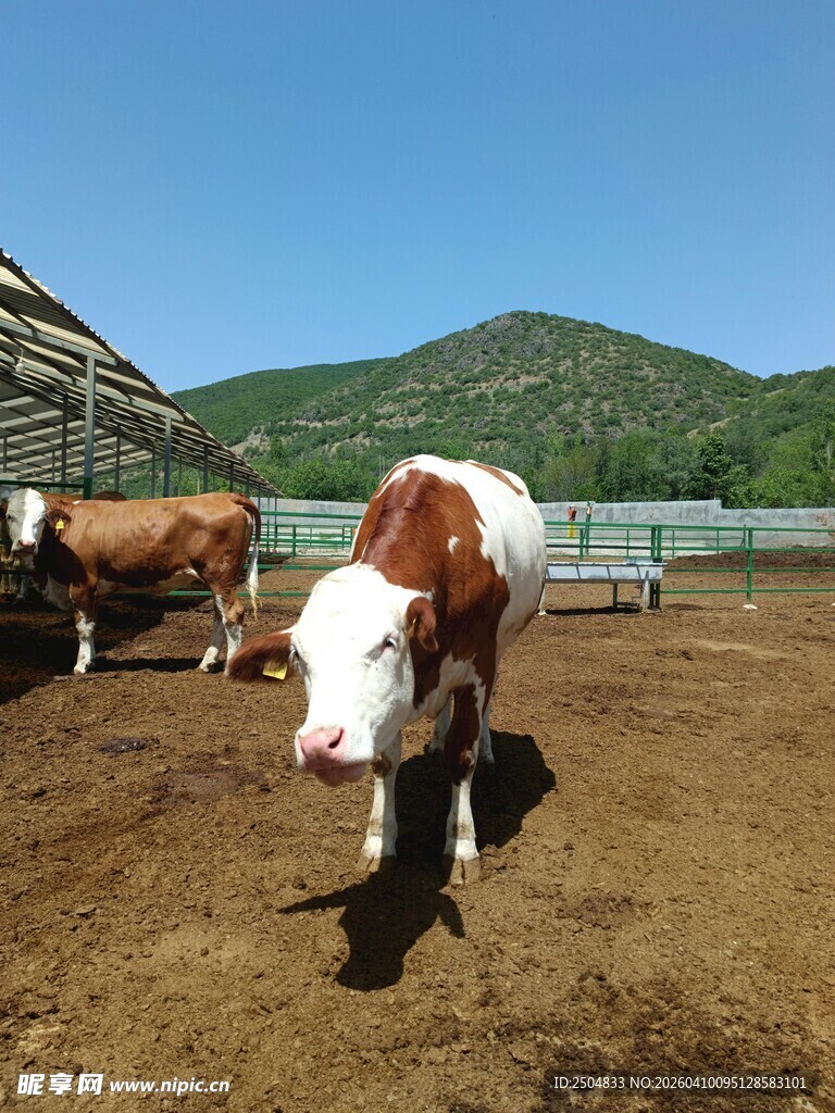 农场中的棕白相间奶牛